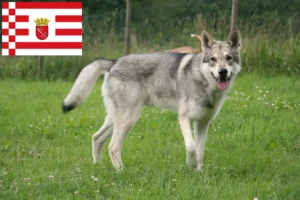 Read more about the article Saarloos criadores de cães de lobo e cachorros em Bremen