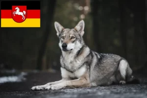 Read more about the article Criadores de cães-lobo de Saarloos e cachorros na Baixa Saxónia