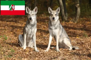 Read more about the article Saarloos Wolfhound criadores e cachorros em Renânia do Norte-Vestefália