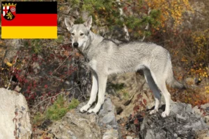 Read more about the article Criadores de Saarloos Wolfhound e cachorros em Renânia-Palatinado