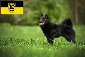 Read more about the article Criadores de Schipperke e cachorros em Baden-Württemberg