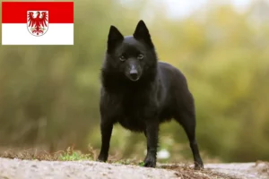 Read more about the article Criadores de Schipperke e cachorros em Brandenburg