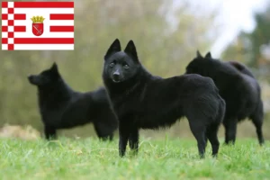 Read more about the article Criadores de Schipperke e cachorros em Bremen