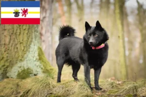 Read more about the article Criadores de Schipperke e cachorros em Mecklenburg-Vorpommern