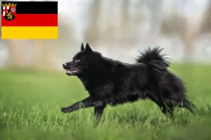 Read more about the article Criadores de Schipperke e cachorros na Renânia-Palatinado