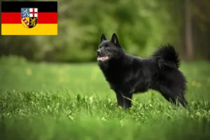 Read more about the article Criadores de Schipperke e cachorros em Saarland