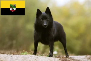 Read more about the article Criadores de Schipperke e cachorros em Saxónia-Anhalt