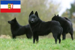 Read more about the article Criadores de Schipperke e cachorros em Schleswig-Holstein