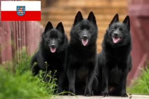 Read more about the article Criadores de Schipperke e cachorros em Thuringia