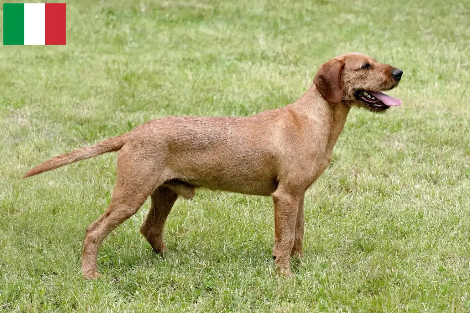 Read more about the article Criadores de Teckel de Pelo Cerdoso da Estíria e cachorros em Itália