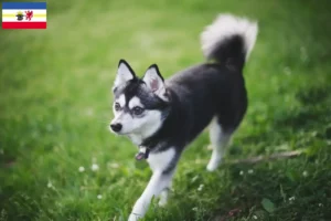 Read more about the article Criadores de Alaskan Klee Kai e cachorros em Mecklenburg-Vorpommern