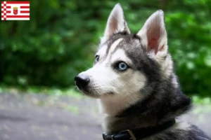 Read more about the article Criador de Alaskan Klee Kai e cachorros em Bremen