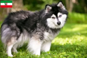 Read more about the article Criadores de Alaskan Klee Kai e cachorros na Renânia do Norte-Vestefália