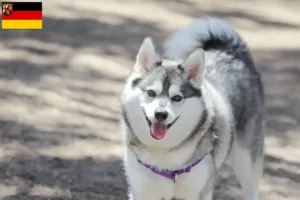 Read more about the article Criadores de Alaskan Klee Kai e cachorros na Renânia-Palatinado