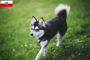 Read more about the article Criador de Alaskan Klee Kai e cachorros em Thuringia