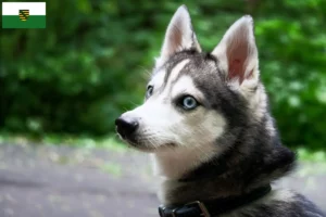 Read more about the article Criador de Alaskan Klee Kai e cachorros em Saxónia