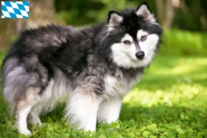 Read more about the article Criador de Alaskan Klee Kai e cachorros na Baviera