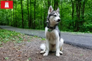 Read more about the article Criador de Alaskan Klee Kai e cachorros em Hamburgo