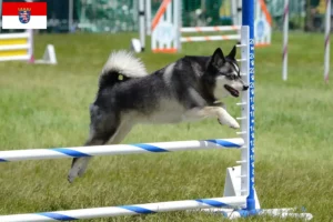 Read more about the article Criador de Alaskan Klee Kai e cachorros em Hessen