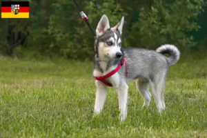 Read more about the article Criador de Alaskan Klee Kai e cachorros em Saarland