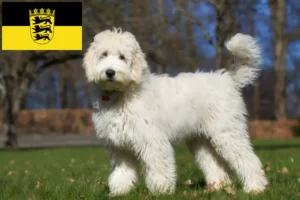 Read more about the article Criadores de Labradoodle e cachorros em Baden-Württemberg