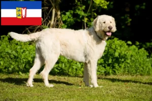 Read more about the article Criadores de Labradoodle e cachorros em Schleswig-Holstein