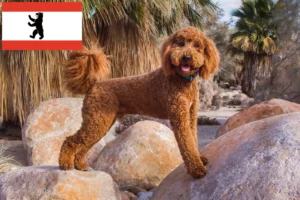 Read more about the article Criadores de Labradoodle e cachorros em Berlim