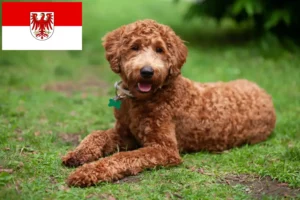 Read more about the article Criadores de Labradoodle e cachorros em Brandenburg