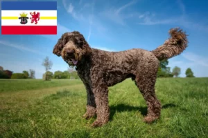 Read more about the article Criadores de Labradoodle e cachorros em Mecklenburg-Vorpommern