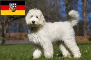 Read more about the article Criadores de Labradoodle e cachorros em Saarland