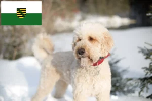 Read more about the article Criadores de Labradoodle e cachorros em Saxónia