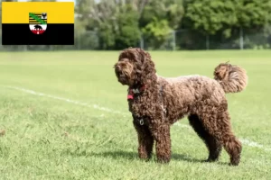 Read more about the article Criadores de Labradoodle e cachorros em Saxónia-Anhalt