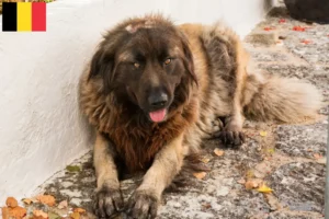 Read more about the article Cão Da Serra Da Estrela criadores e cachorros na Bélgica