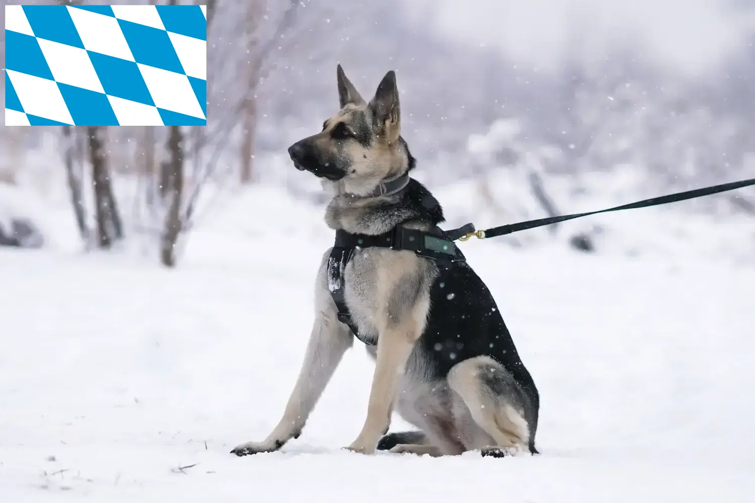 Read more about the article Criador de cães de pastor da Europa de Leste e cachorros na Baviera