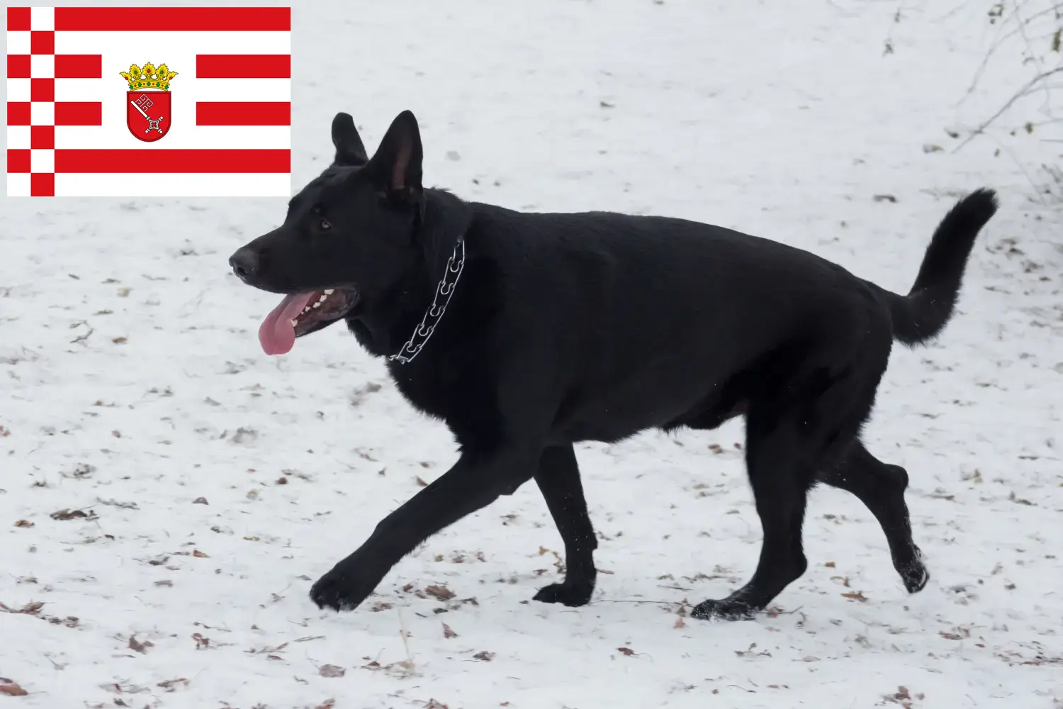 Read more about the article Criador de cães de pastor da Europa de Leste e cachorros em Bremen