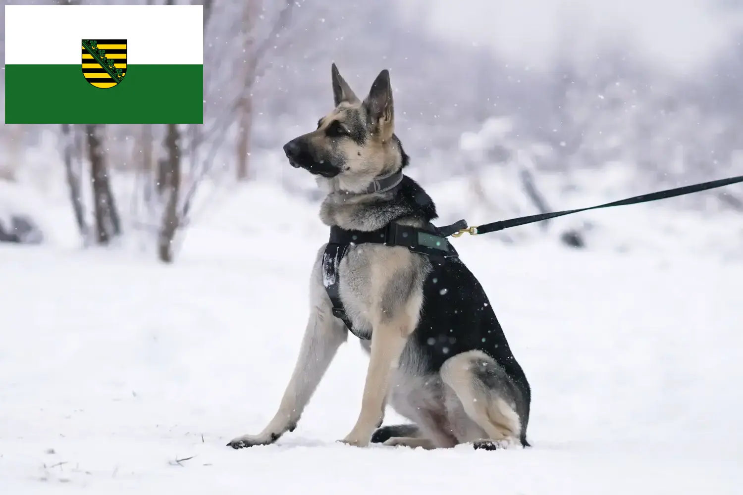 Read more about the article Criador de cães de pastor da Europa de Leste e cachorros na Saxónia