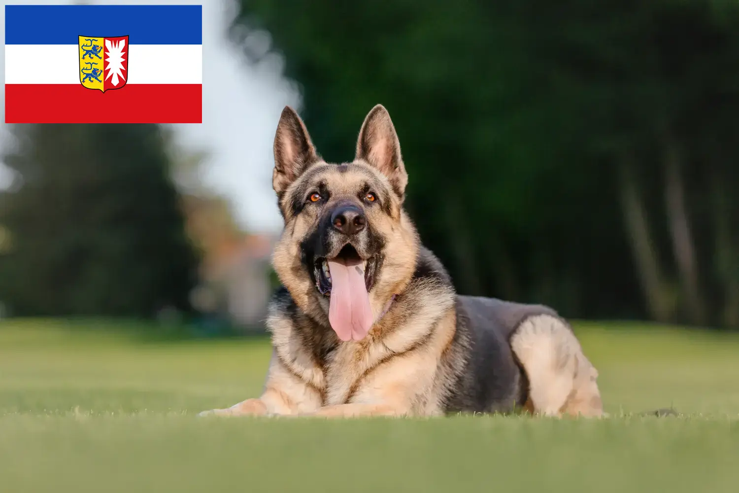 Read more about the article Criador de cães de pastor da Europa de Leste e cachorros em Schleswig-Holstein