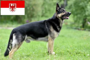 Read more about the article Criador de cães de pastor da Europa de Leste e cachorros em Brandenburg