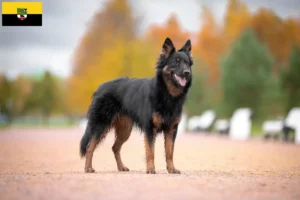 Read more about the article Criadores de Chodský pes e cachorros na Saxónia-Anhalt