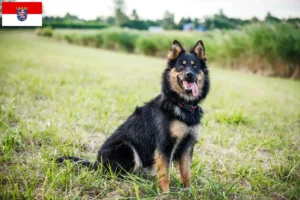 Read more about the article Criadores de Chodský pes e cachorros em Hessen