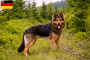 Read more about the article Criadores de Chodský pes e cachorros na Renânia-Palatinado