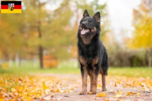 Read more about the article Criadores de Chodský pes e cachorros no Sarre