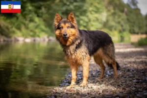 Read more about the article Criadores de Chodský pes e cachorros em Schleswig-Holstein