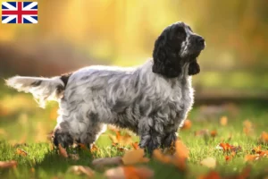 Read more about the article Criadores de Cocker Spaniel Inglês e cachorros na Grã-Bretanha