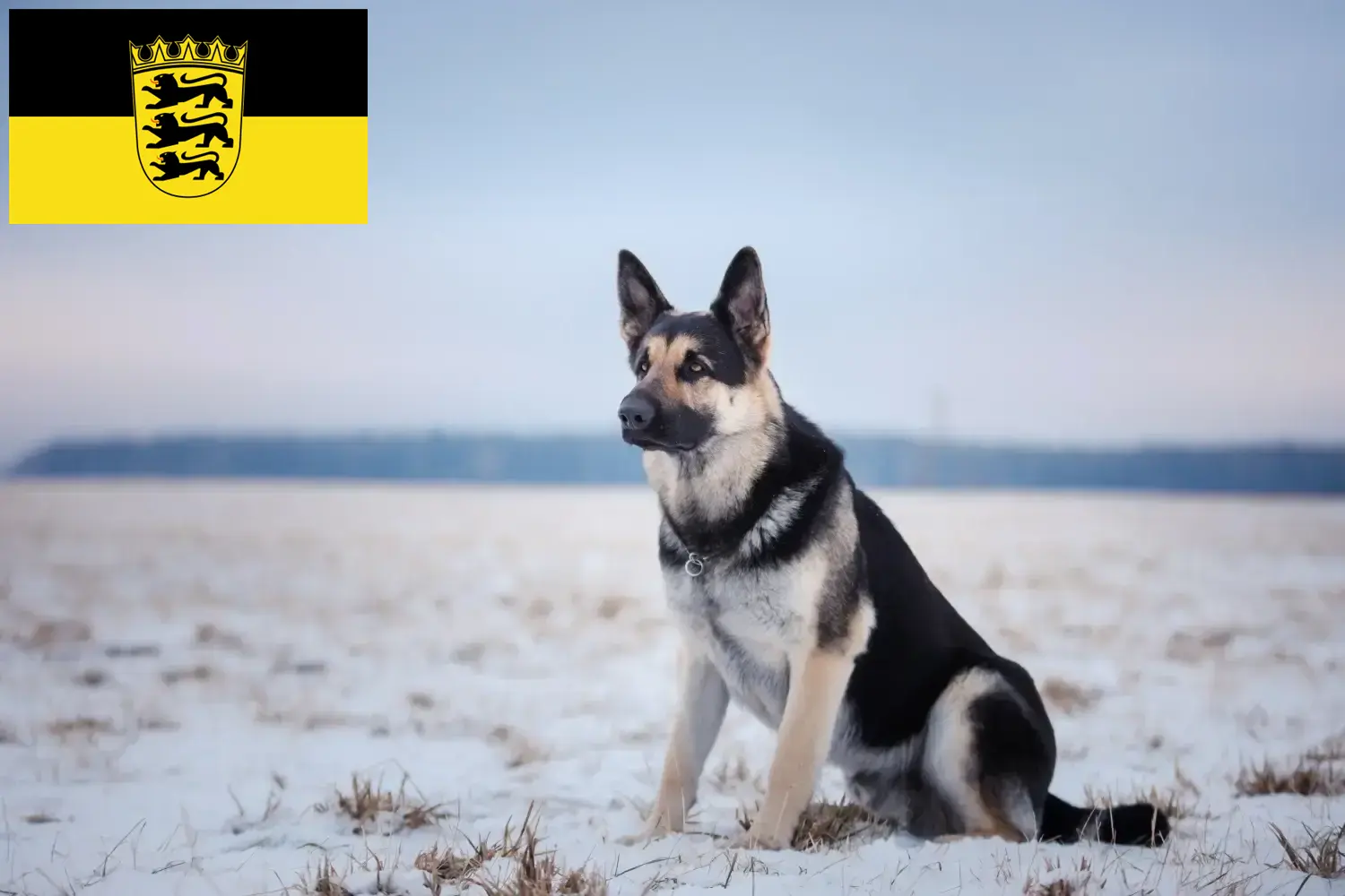 Read more about the article Criador de cães de pastor da Europa de Leste e cachorros em Baden-Württemberg