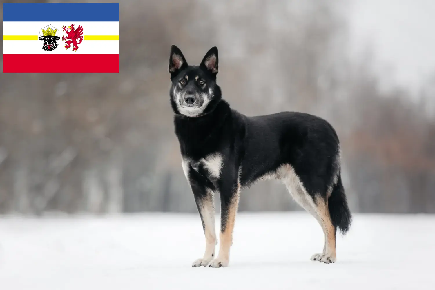 Read more about the article Criador de cães de pastor da Europa de Leste e cachorros em Mecklenburg-Vorpommern