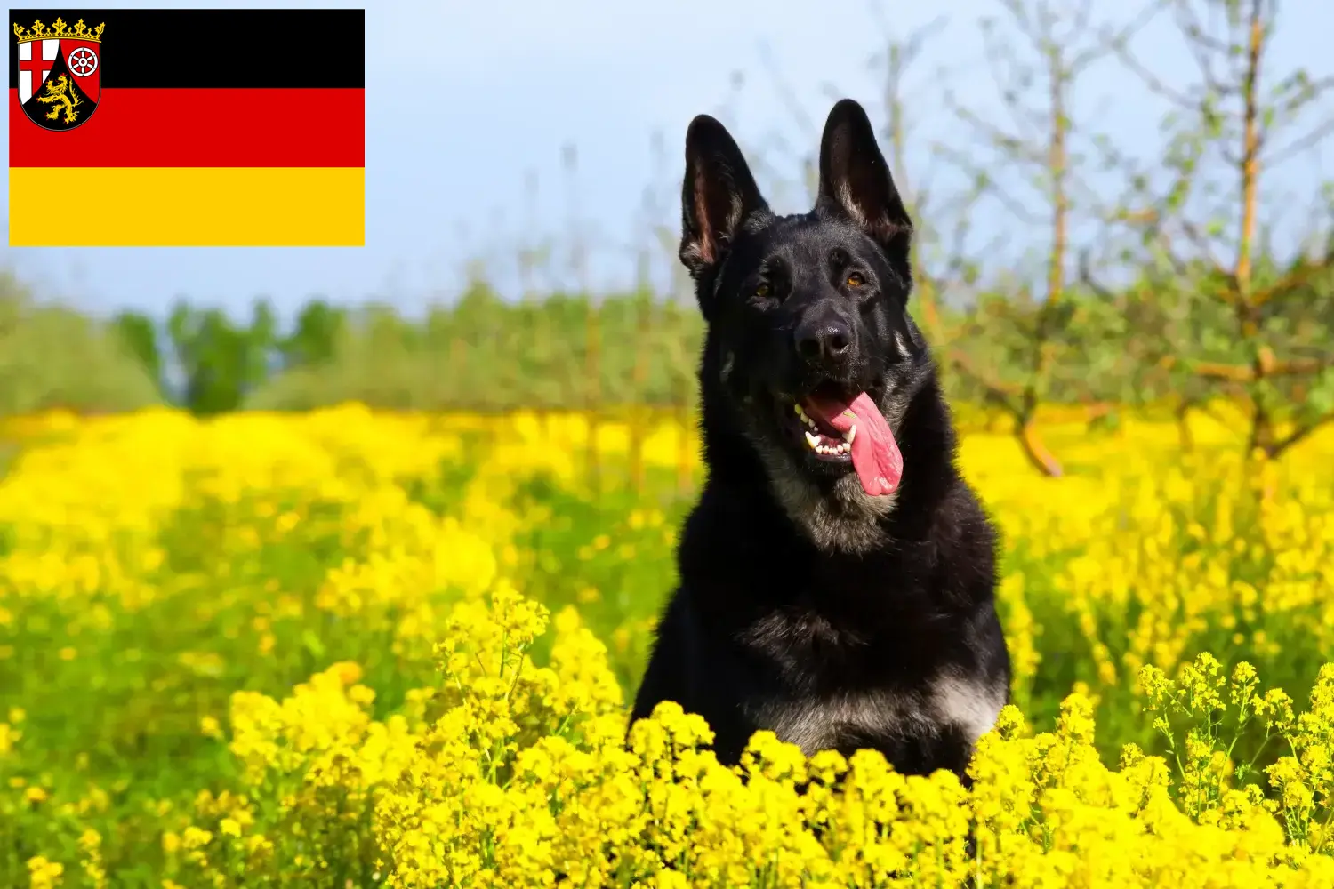 Read more about the article Criador de cães de pastor da Europa de Leste e cachorros em Rhineland-Palatinate