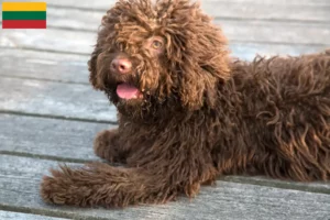 Read more about the article Criadores de Perro de Agua Español e cachorros na Lituânia