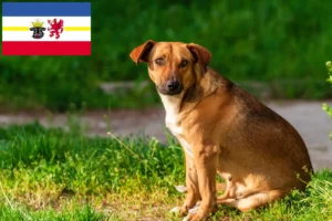 Read more about the article Criador de Pinscher austríaco e cachorros em Mecklenburg-Vorpommern