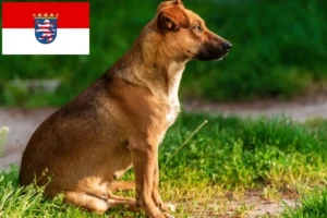 Read more about the article Criador de Pinscher austríaco e cachorros em Hessen